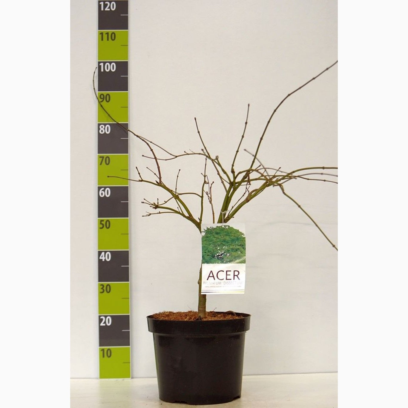 Japansk lönn – Acer pal. 'Dissectum' - C10 60-70 CM